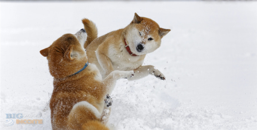 دو بنیانگذار دوج کوین علیه یکدیگر