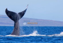 بازگشت نهنگ های رمزارز