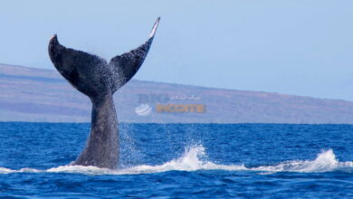 بازگشت نهنگ های رمزارز